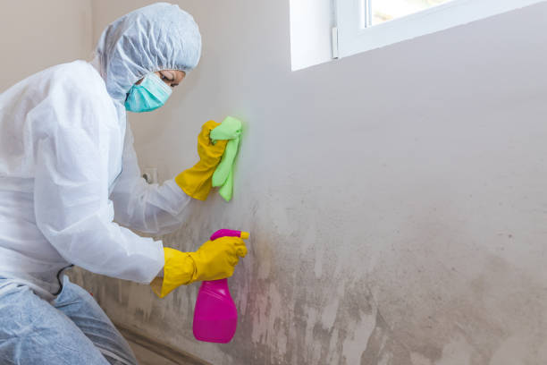 Best Water Damage & Mold Remediation in Willards, MD